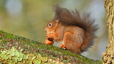 Eichhörnchen (33).jpg